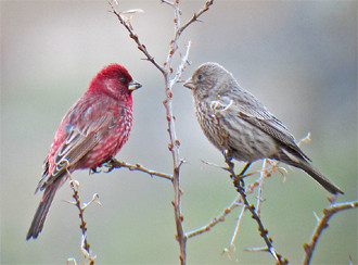 …looking especially for groups of Great Rosefinch…